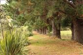 Looking down the tree lined path to beyond.: by amysandford, Views[250]