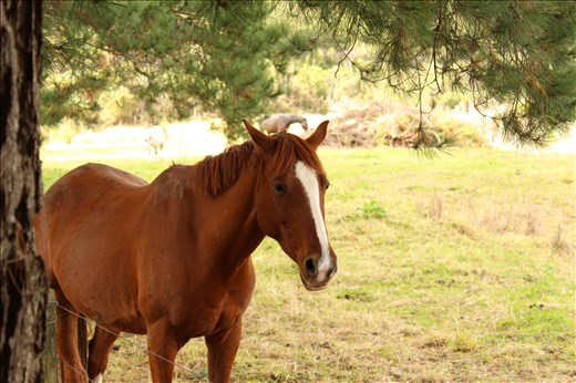 Meeting ones of the friendly horses