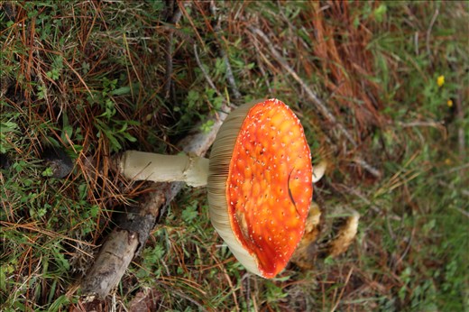 A hidden surprise of beauty