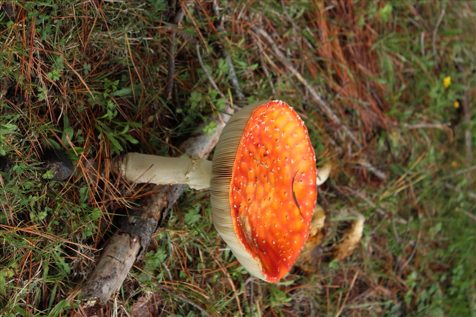 A hidden surprise of beauty