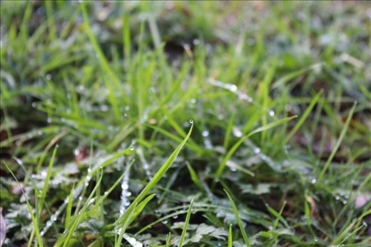 Fresh morning dew drop