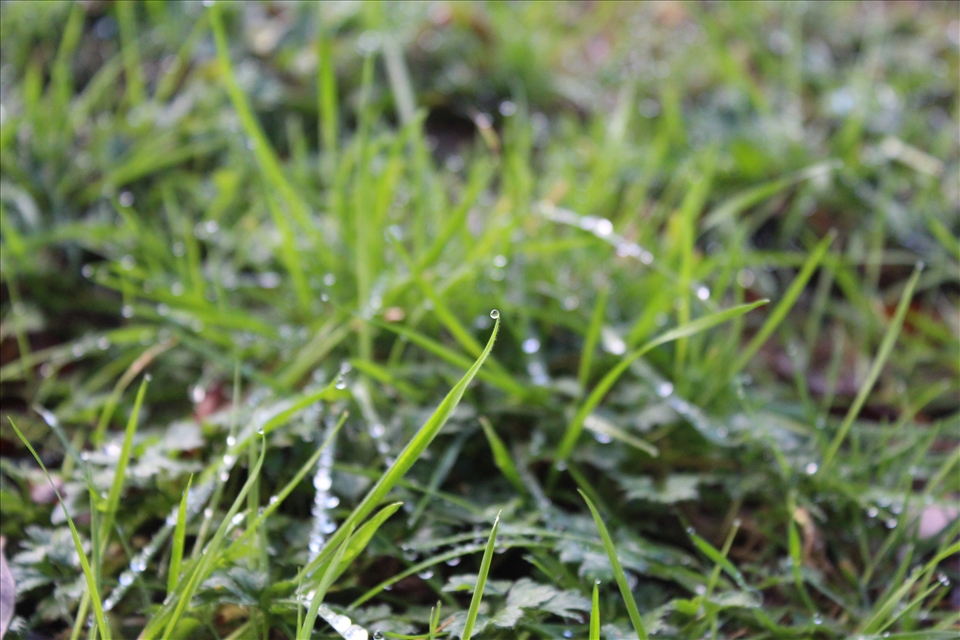 Fresh morning dew drop