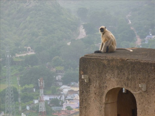 Monkey taking in the view from the fort wall in Bundi
