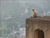 Monkey taking in the view from the fort wall in Bundi: by amytaylor, Views[240]