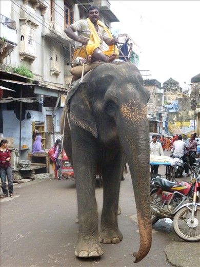 Elephant in the street ready for a festival tonight!