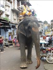 Elephant in the street ready for a festival tonight!: by amytaylor, Views[191]