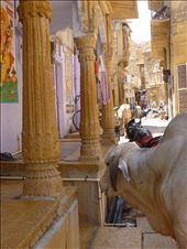 Street in Jaisalmer.: by amytaylor, Views[232]