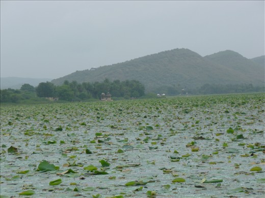 A lake in Bundi. Water lilly central!