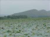 A lake in Bundi. Water lilly central!: by amytaylor, Views[266]