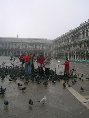 feeding pigeons in san marco square