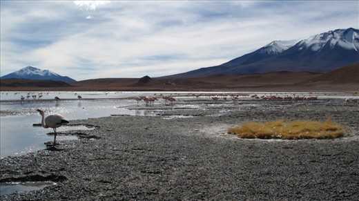 As the journey continued, nature would continue to surprise me, now is the bolivian national park that shows me life is possible everywhere. Between the cold and the ice flamingos find their way of surviving.
