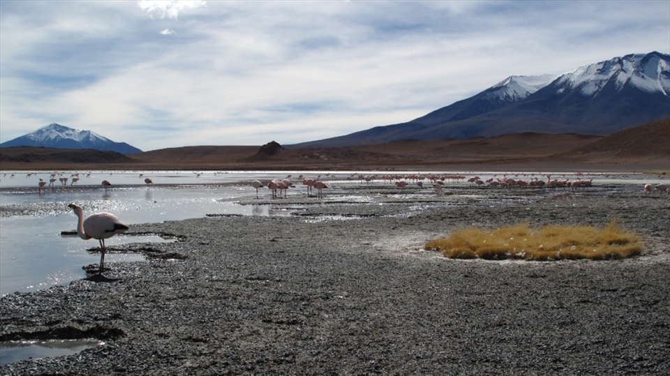 As the journey continued, nature would continue to surprise me, now is the bolivian national park that shows me life is possible everywhere. Between the cold and the ice flamingos find their way of surviving.