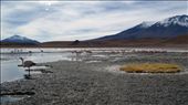As the journey continued, nature would continue to surprise me, now is the bolivian national park that shows me life is possible everywhere. Between the cold and the ice flamingos find their way of surviving.: by anago, Views[422]
