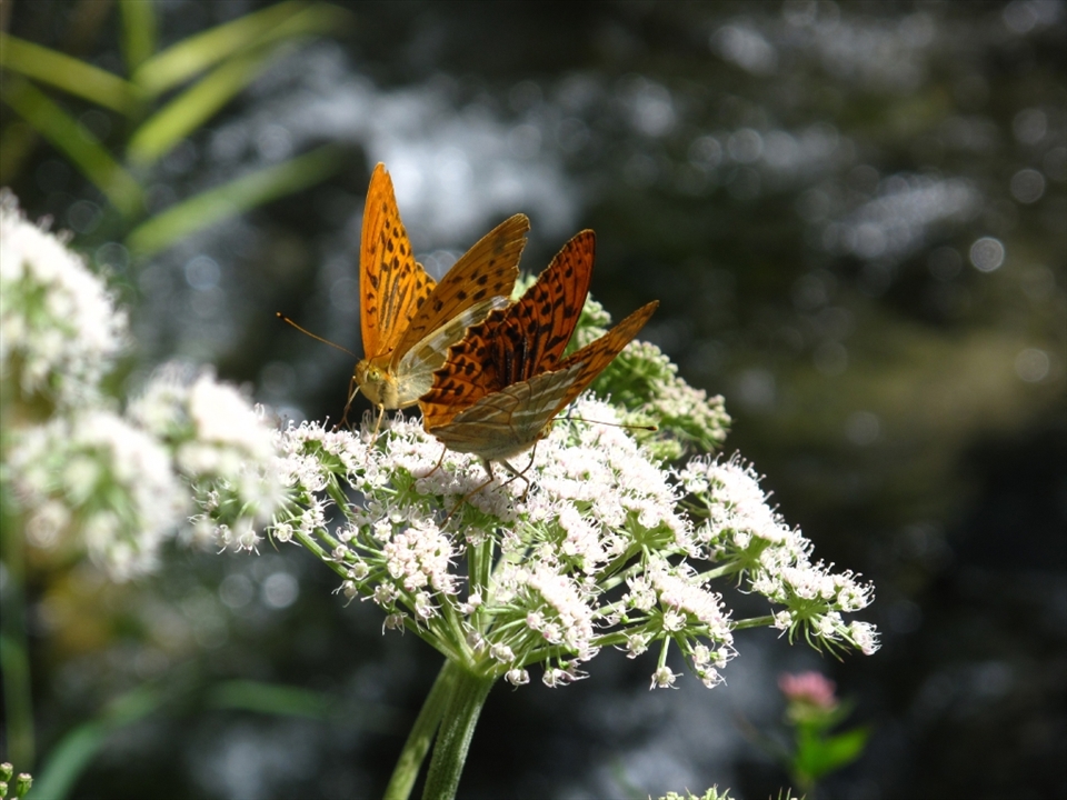 In the Island of the sun, life is everywhere, you just have to look carefully and not disturbe it.
That’s how I dreamed south America…
