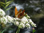 In the Island of the sun, life is everywhere, you just have to look carefully and not disturbe it.
That’s how I dreamed south America…
: by anago, Views[446]