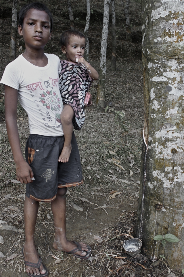 Boy tapping a rubber tree whilst carrying his little sister.