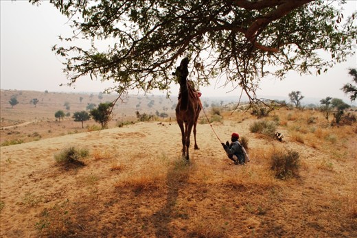 Life giver, Life supporter!

It is not difficult to see why camels are the most prized possession of every villager. No other animal can survive in the harsh desert conditions and be useful to the villagers. They use camels as transport, for milk, cheese, and now a source of income through tourism.
