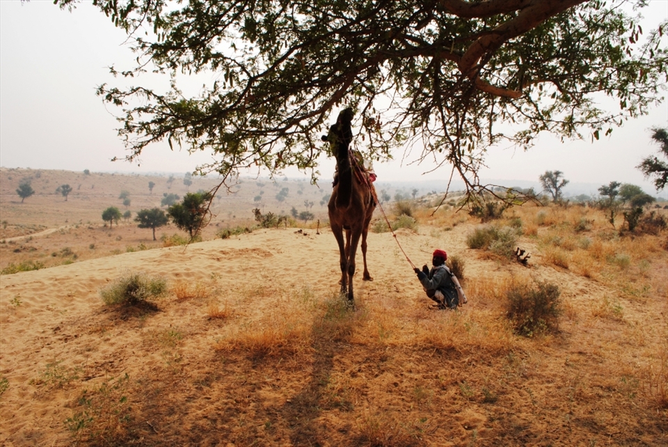 Life giver, Life supporter!

It is not difficult to see why camels are the most prized possession of every villager. No other animal can survive in the harsh desert conditions and be useful to the villagers. They use camels as transport, for milk, cheese, and now a source of income through tourism.
