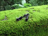 A bug: by anarpi, Views[459]