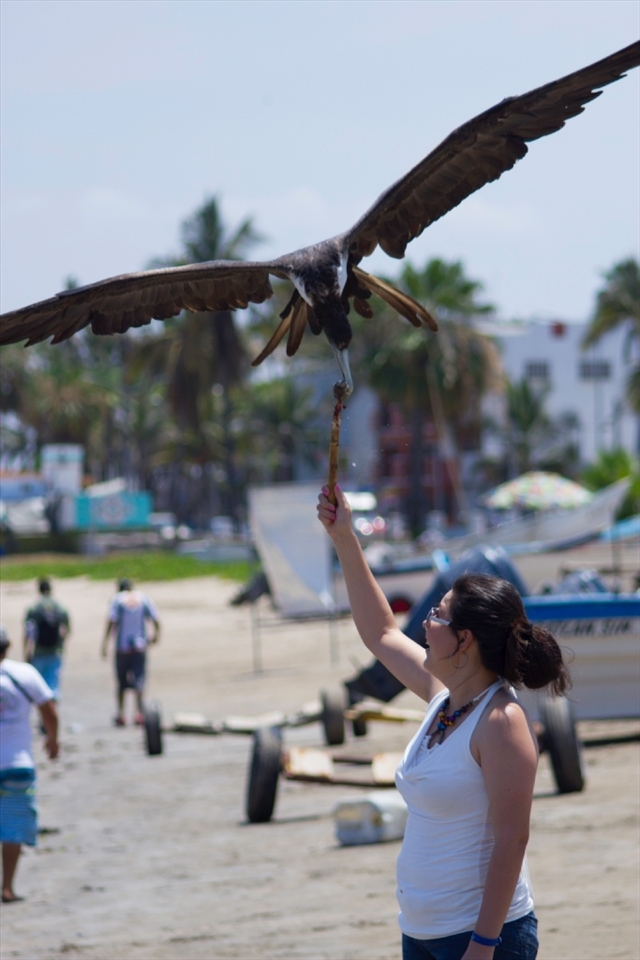 Feeding a seagull it's a show most tourist won't miss on Playa Norte.