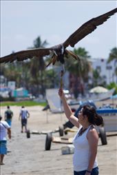 Feeding a seagull it's a show most tourist won't miss on Playa Norte.: by anarpi, Views[490]
