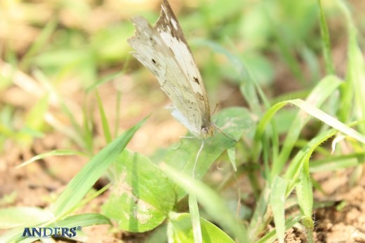 A Butterfly perched on a blade of grass