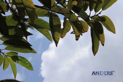 A Butterfly perched high above on a leaf against the backdrop of the blue Sky with clear Clouds