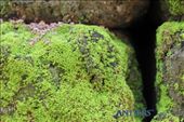 A carpet Mosses of growing on a block: by anders, Views[432]