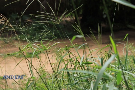 Swaying weeds in the wind