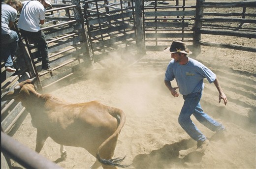 Fearful Canadians look on as the seasoned rancher is in his element. 