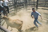 Fearful Canadians look on as the seasoned rancher is in his element. : by andershomenick, Views[457]