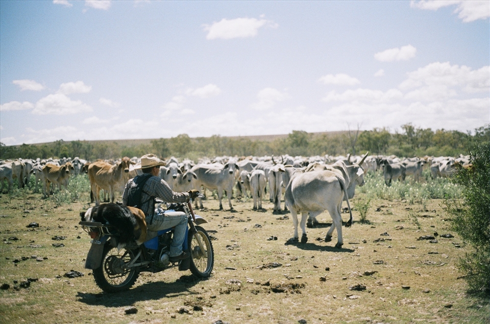 The air is stiff with heat and dust as a cowboy watches his herd.