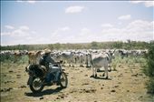 The air is stiff with heat and dust as a cowboy watches his herd.: by andershomenick, Views[356]