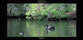 Black Swan: by andie-c, Views[275]