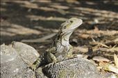 Catching the rays... Australian Lizard: by andie-c, Views[211]