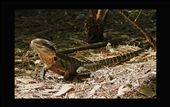 Surprised Lizard: by andie-c, Views[240]