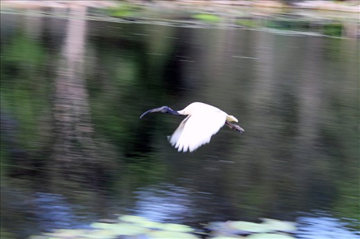 Ibis in  Flight                                                            