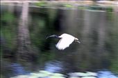 Ibis in  Flight                                                            : by andie-c, Views[215]
