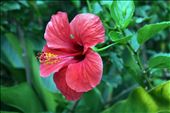 Famous Hibiscus : by andie-c, Views[243]