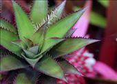 Colors of a Unripe Pinapple: by andie-c, Views[239]