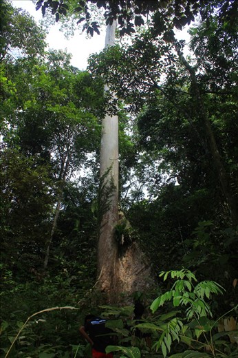 Pohon Raja, a giant tree that can penetrate the forest canopy reaches a height o