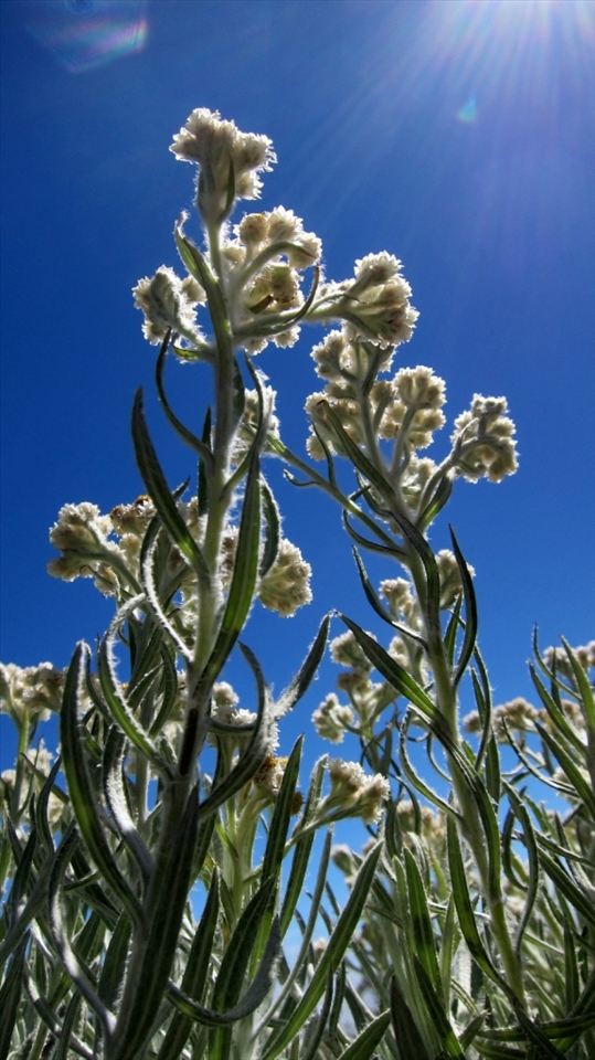Anaphalis javanica (insert italic here for latin name), or simply Javanese Edelweiss, is an exotic flower growing especially in higher regions around Java, here shown 200 meters below the peak of Mount Gede. We are very lucky to have the flowers blossoming in such fine weather with no cloud in sky.
