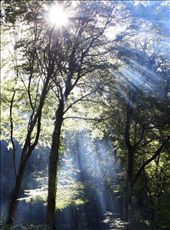 Magic in the Woods: by andreadom, Views[356]