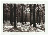 Pine forest behind the sea, 20 Km from Rome. It looks snowy.: by andreafoschi, Views[247]