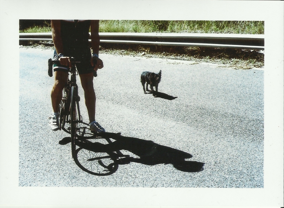 Calabria. The wild dog Ciccio and his friend Daniele, professional cyclist. They give us infos about the route.