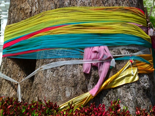 Tie a coloured ribbon round an old fig tree. 