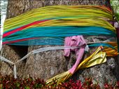 Tie a coloured ribbon round an old fig tree. : by andreagee, Views[547]