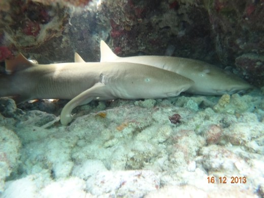 Mergulhando com tubarões.