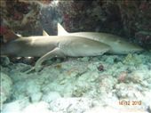 Mergulhando com tubarões.: by andreamxavier, Views[267]