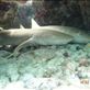 Mergulhando com tubarões. Views[270]